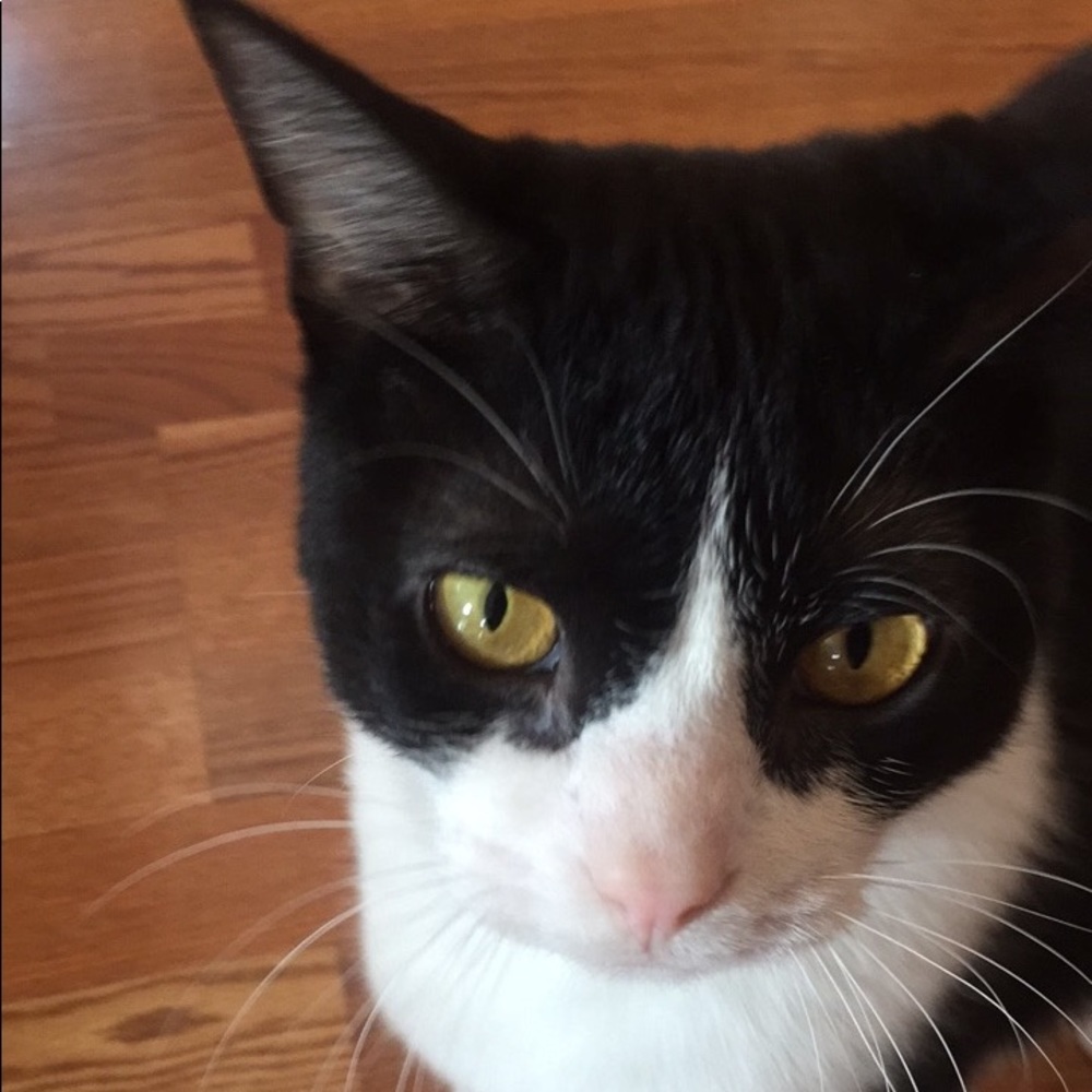 Meet your Posher, Grace